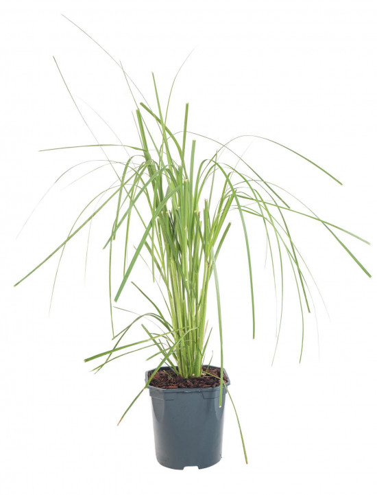 Pampová tráva, Cortaderia selloana Rosea, velikost kontejneru 2 l