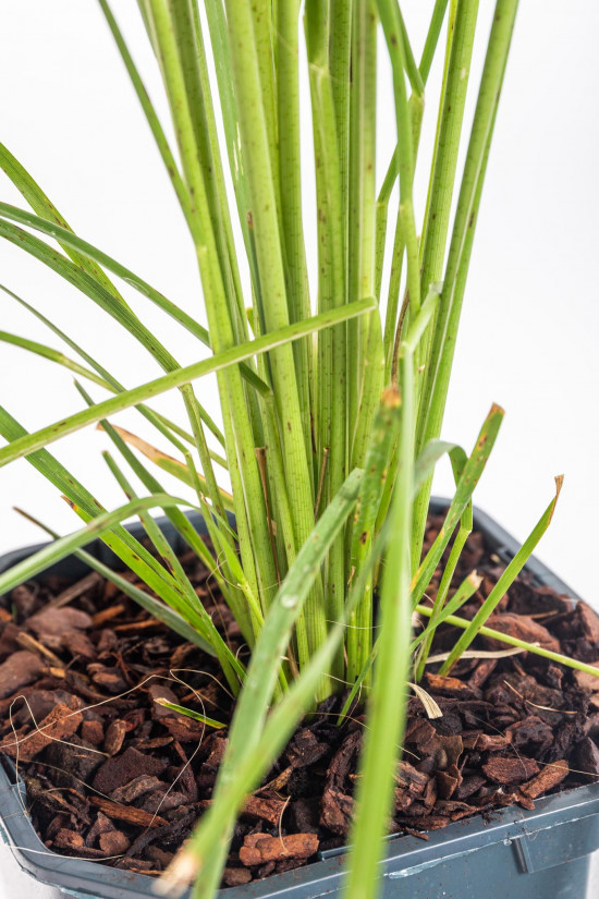 Pampová tráva, Cortaderia selloana Rosea, velikost kontejneru 2 l-12437