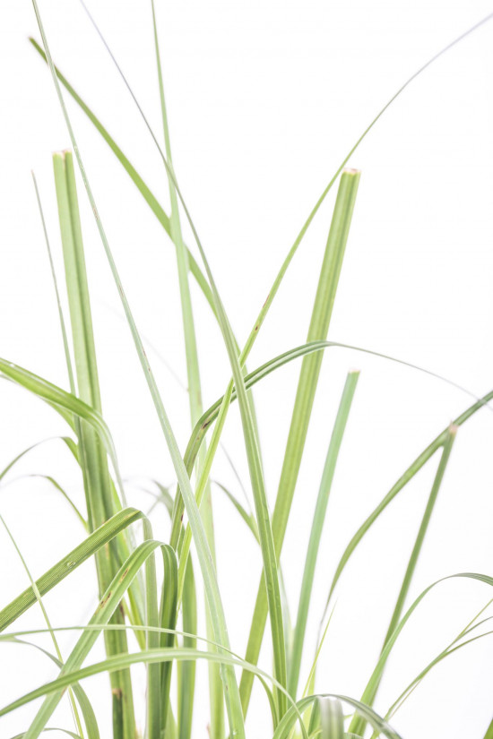 Pampová tráva, Cortaderia selloana Rosea, velikost kontejneru 2 l-12438