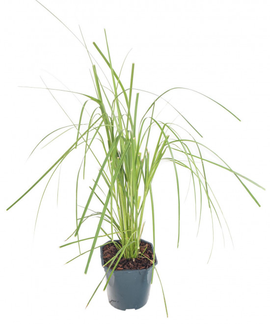 Pampová tráva, Cortaderia selloana Rosea, velikost kontejneru 2 l-12439