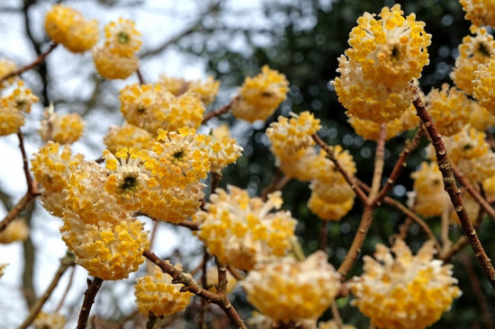 Papírový keř, Edgeworthia chrysantha Grandiflora, velikost kontejneru 3 l