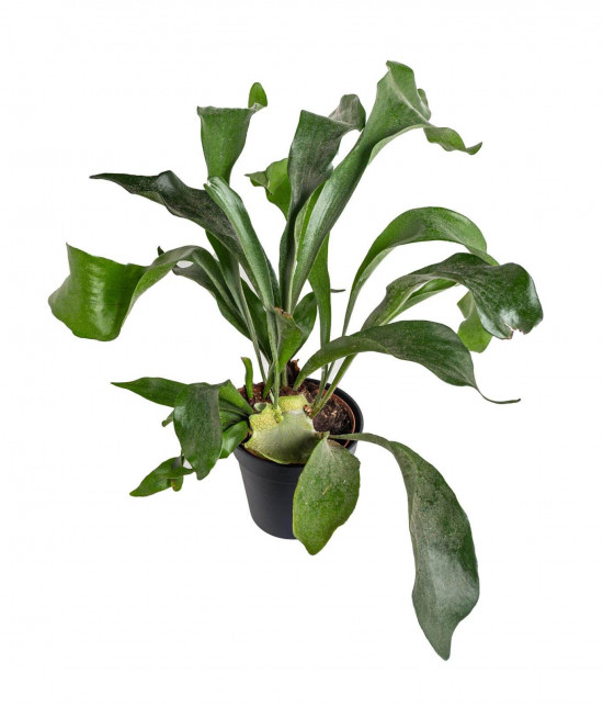 Parožnatka, Platycerium bifurcatum, průměr květináče 12 cm-23395
