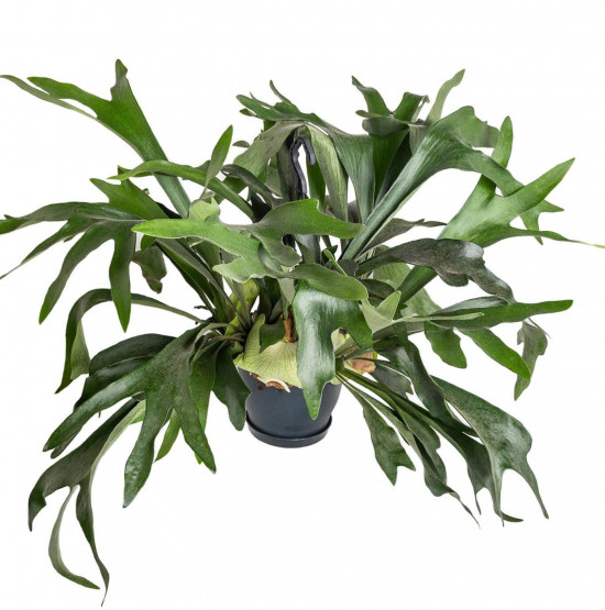 Parožnatka, Platycerium bifurcatum, závěs, průměr květináče 18 cm-23390