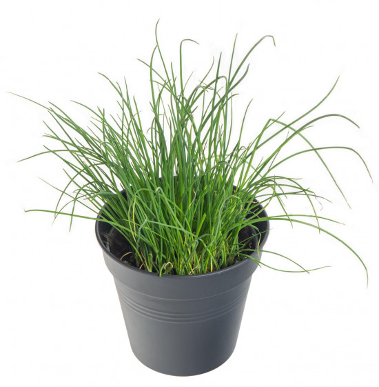 Pažitka pobřežní, Allium schoenoprasum, v květináči-7560