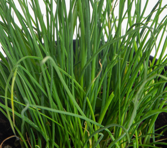 Pažitka pobřežní, Allium schoenoprasum, v květináči-7561