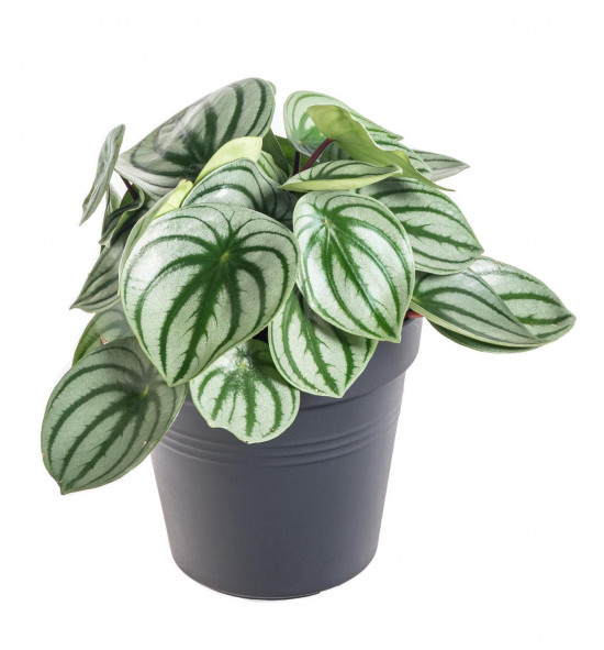 Pepřinec, Peperomia argyreia Watermelon, průměr květináče 15 cm