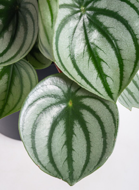 Pepřinec, Peperomia argyreia Watermelon, průměr květináče 15 cm-12158