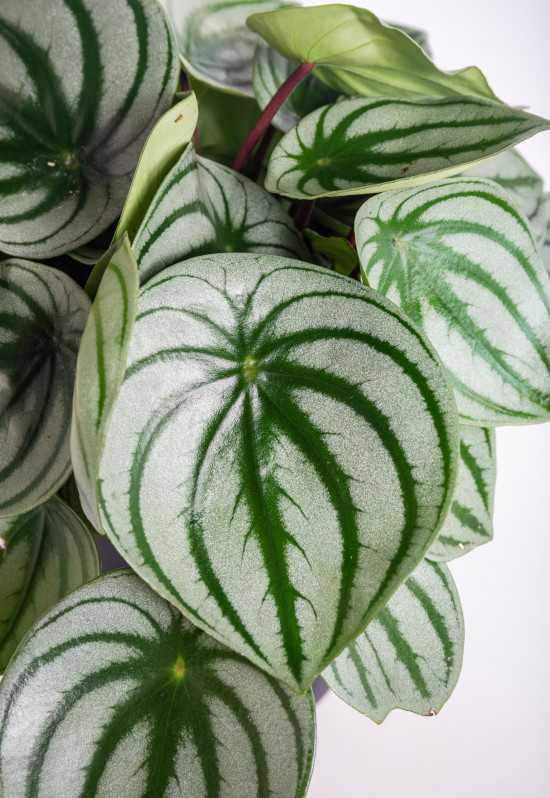 Pepřinec, Peperomia argyreia Watermelon, průměr květináče 15 cm-12159