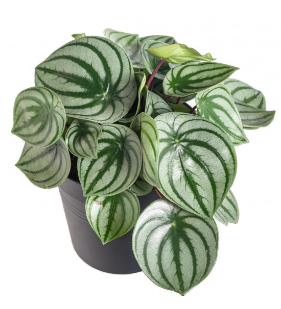Pepřinec, Peperomia argyreia Watermelon, průměr květináče 15 cm-12160