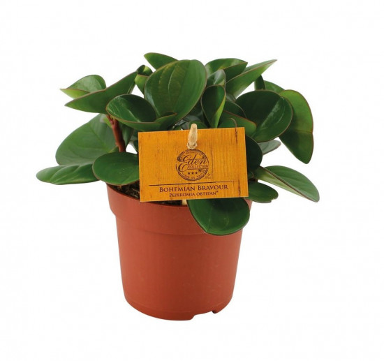 Pepřinec, Peperomia obtipan, průměr květináče 10.5 cm