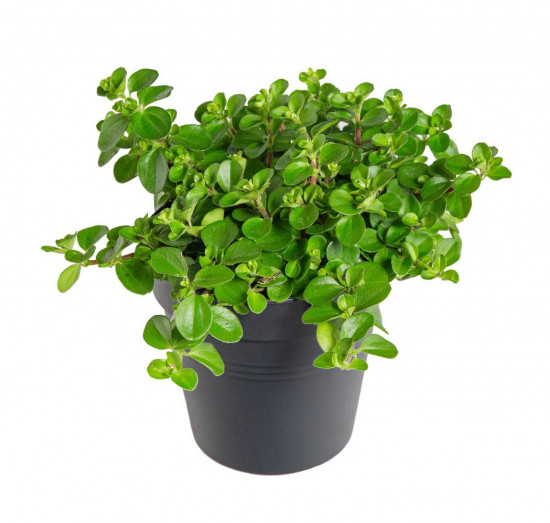 Pepřinec trpasličí, Peperomia rotundifolia, průměr květináče 10 - 12 cm-25215
