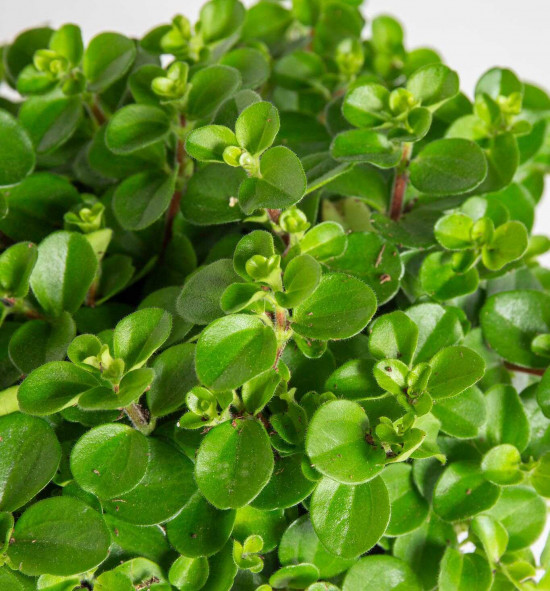 Pepřinec trpasličí, Peperomia rotundifolia, průměr květináče 10 - 12 cm-25216
