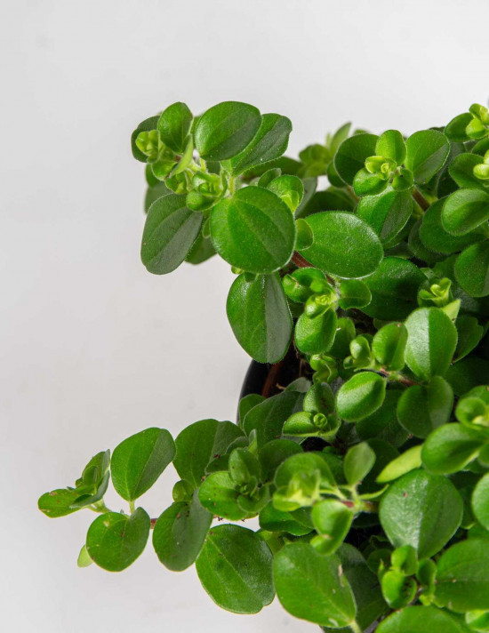 Pepřinec trpasličí, Peperomia rotundifolia, průměr květináče 10 - 12 cm-25217