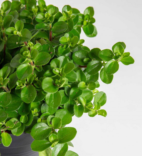 Pepřinec trpasličí, Peperomia rotundifolia, průměr květináče 10 - 12 cm-25218
