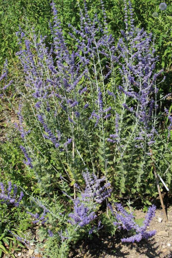 Perovskie lebedolistá, Perovskia atriplicifolia Lacey Blue, velikost kontejneru 1.4 l