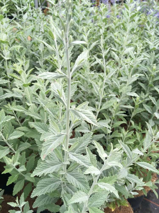 Perovskie lebedolistá, Perovskia atriplicifolia Lacey Blue, velikost kontejneru 1.4 l-27344