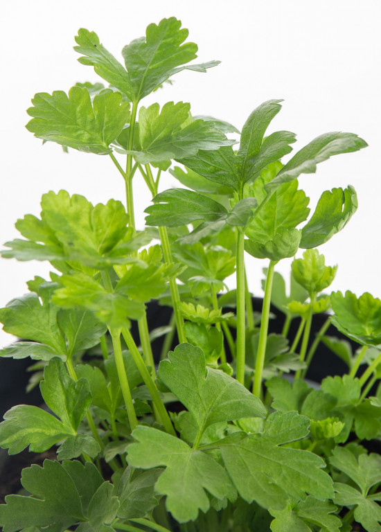 Petržel hladká, Petroselinum crispum, v květináči-7875