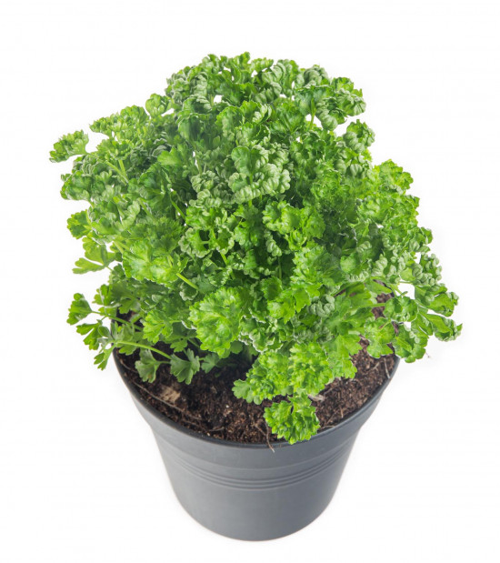 Petržel kudrnka, Petroselium crispum convar. vulgare, v květináči-8132