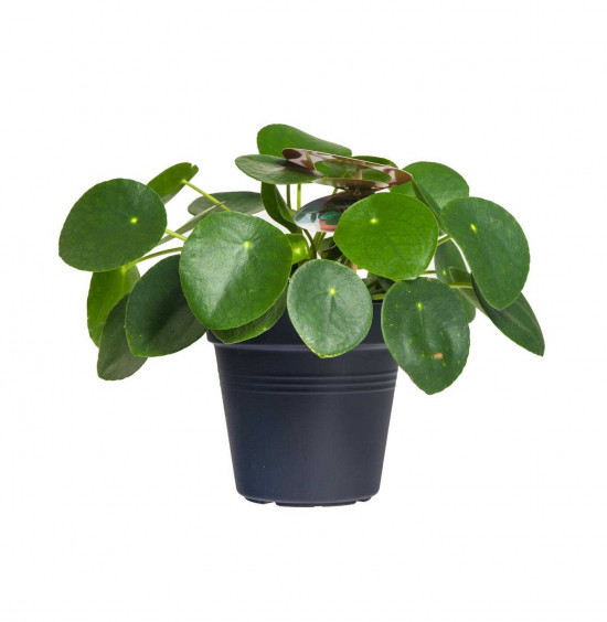 Pilea, Pilea peperomioides, průměr květináče 12 cm-25981
