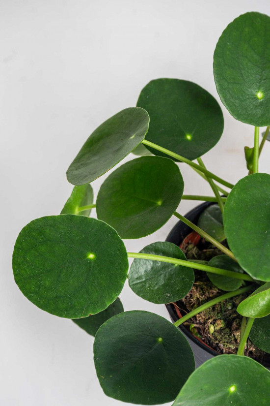Pilea, Pilea peperomioides, průměr květináče 12 cm-25982