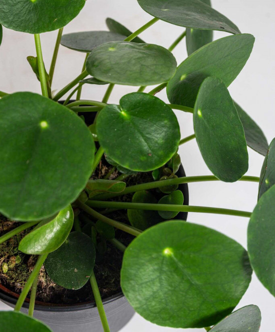 Pilea, Pilea peperomioides, průměr květináče 12 cm-25983