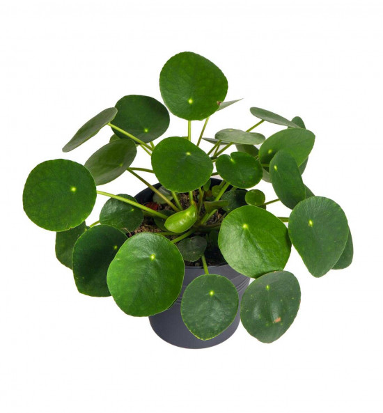 Pilea, Pilea peperomioides, průměr květináče 12 cm-25984