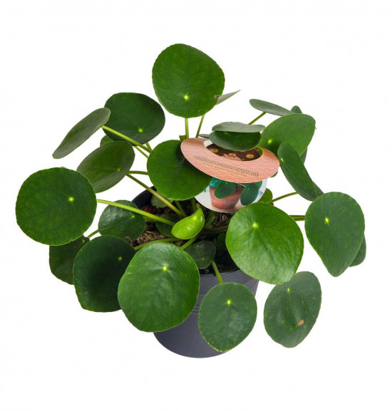 Pilea, Pilea peperomioides, průměr květináče 12 cm-25986