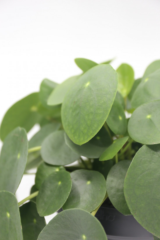 Pilea, Pilea peperomioides, průměr květináče 15 cm-3506