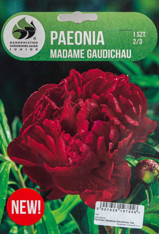 Pivoňka čínská, Paeonia lactiflora Madame Gaudichau, Jacek, vínová, 1 ks