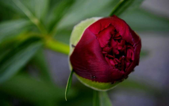 Pivoňka čínská, Paeonia lactiflora Madame Gaudichau, Jacek, vínová, 1 ks-23873