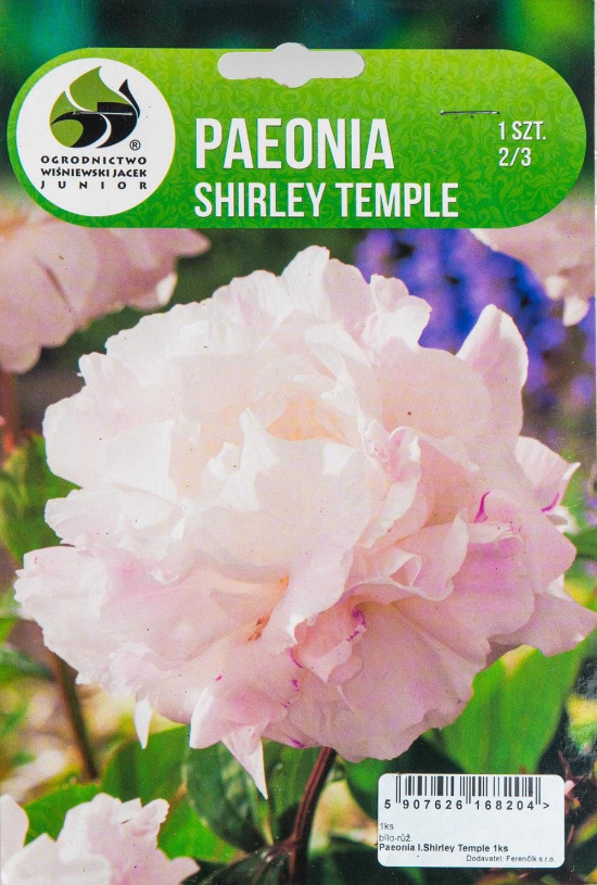 Pivoňka čínská, Paeonia lactiflora Shirley Temple, Jacek, bílo - růžová, 1 ks