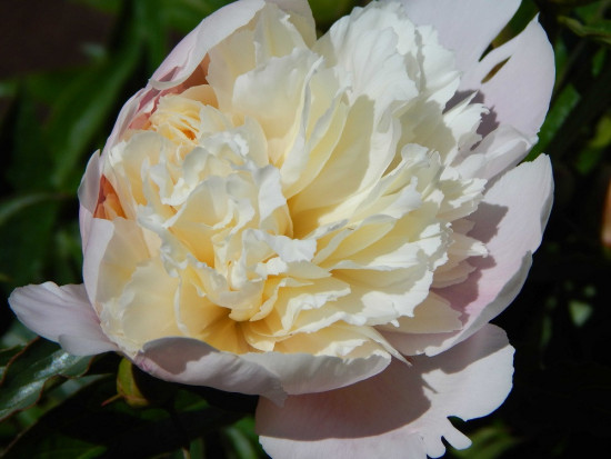 Pivoňka čínská, Paeonia lactiflora Shirley Temple, Jacek, bílo - růžová, 1 ks-23814