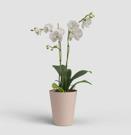 Plastový obal na květináč pro orchidej PORTO, průměr 12.7 cm, růžový-27679