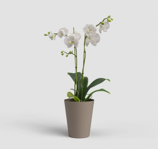 Plastový obal na květináč pro orchidej PORTO, průměr 12.7 cm, taupe-27671