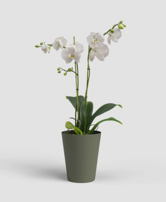 Plastový obal na květináč pro orchidej PORTO, průměr 12.7 cm, tmavě zelený-27673