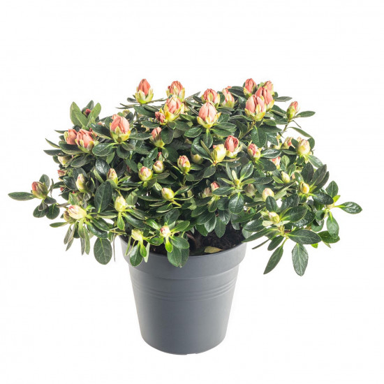 Pokojová azalka, Azalea indica, oranžová, průměr květináče 13 cm