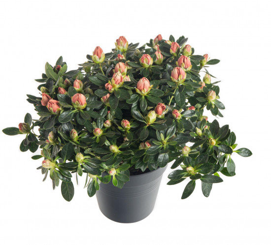 Pokojová azalka, Azalea indica, oranžová, průměr květináče 13 cm-7235
