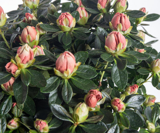 Pokojová azalka, Azalea indica, oranžová, průměr květináče 13 cm-7236
