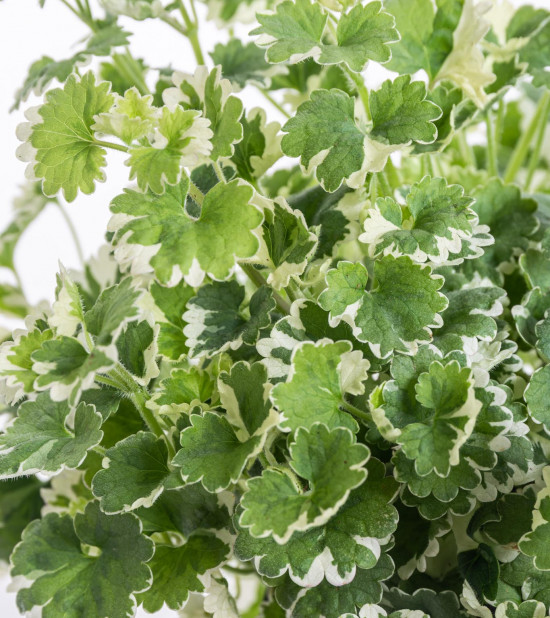 Popenec obecný, Glechoma hederacea, průměr květináče 10 - 12 cm-9018
