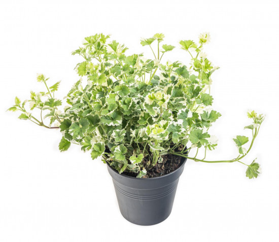 Popenec obecný, Glechoma hederacea, průměr květináče 10 - 12 cm-9019