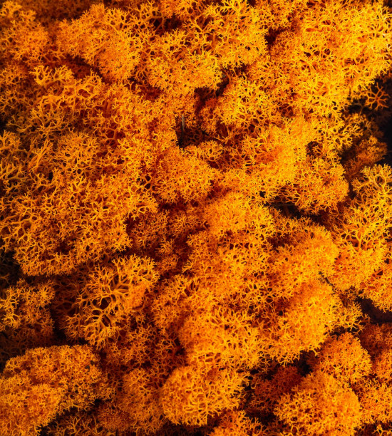Preparovaný lišejník, 500 g, oranžový-16739