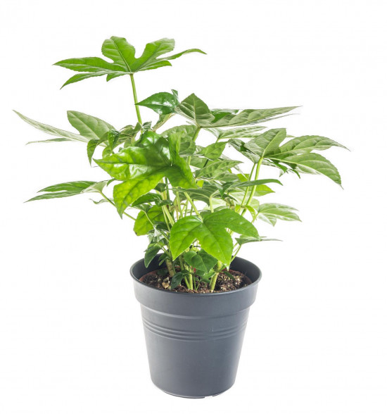 Prodara japonská, Fatsia japonica, průměr květináče 12 cm