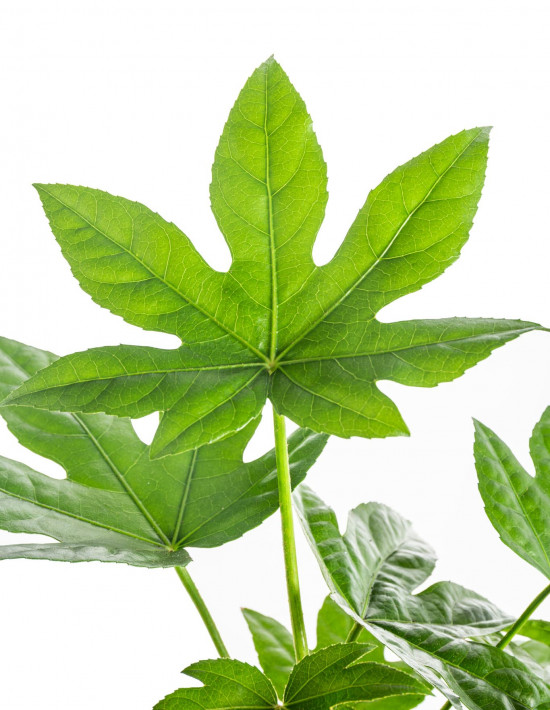 Prodara japonská, Fatsia japonica, průměr květináče 12 cm-26858