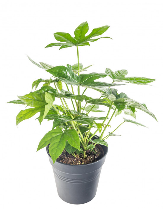 Prodara japonská, Fatsia japonica, průměr květináče 12 cm-26860