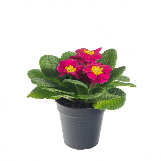 Prvosenka bezlodyžná, Primula acaulis, růžová