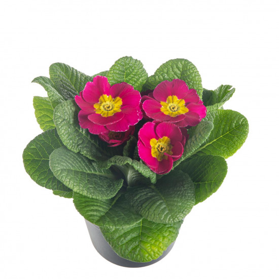 Prvosenka bezlodyžná, Primula acaulis, růžová-7596