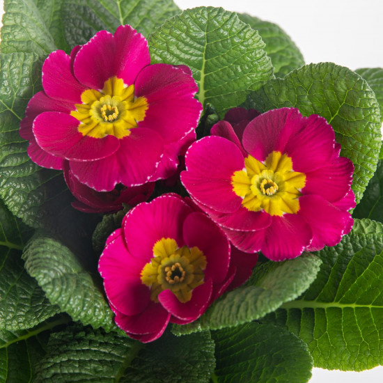Prvosenka bezlodyžná, Primula acaulis, růžová-7597