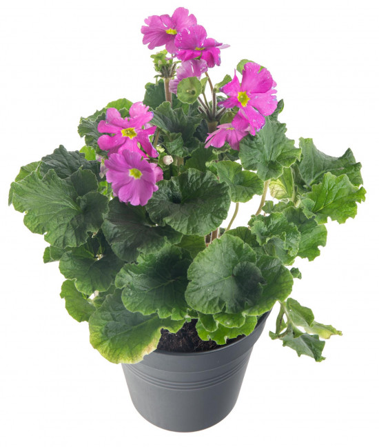 Prvosenka číškovitá, Primula obconica Touch Me Red, tmavě růžová-7581