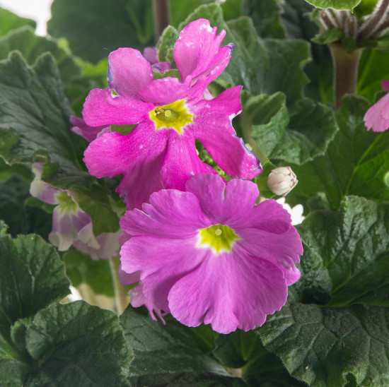 Prvosenka číškovitá, Primula obconica Touch Me Red, tmavě růžová-7582