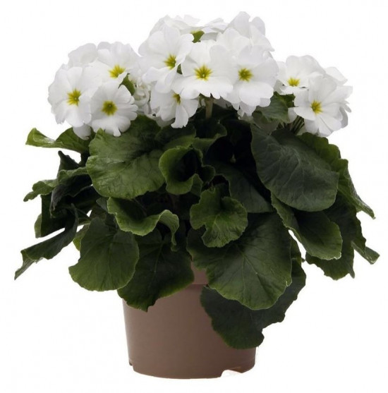 Prvosenka číškovitá, Primula obconica Touch Me White, bílá